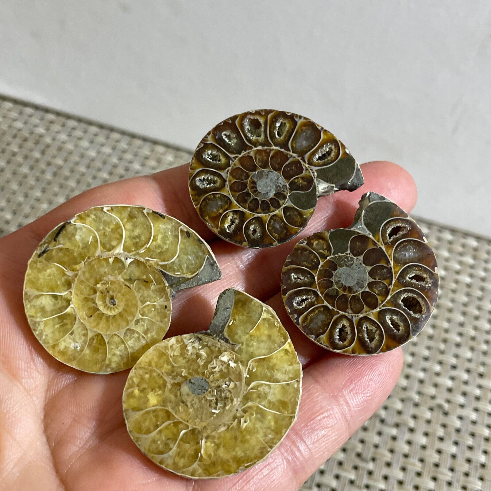 2pairs Of Split Ammonite Crystal Specimen Shell Healing Madagascar 37g A2811