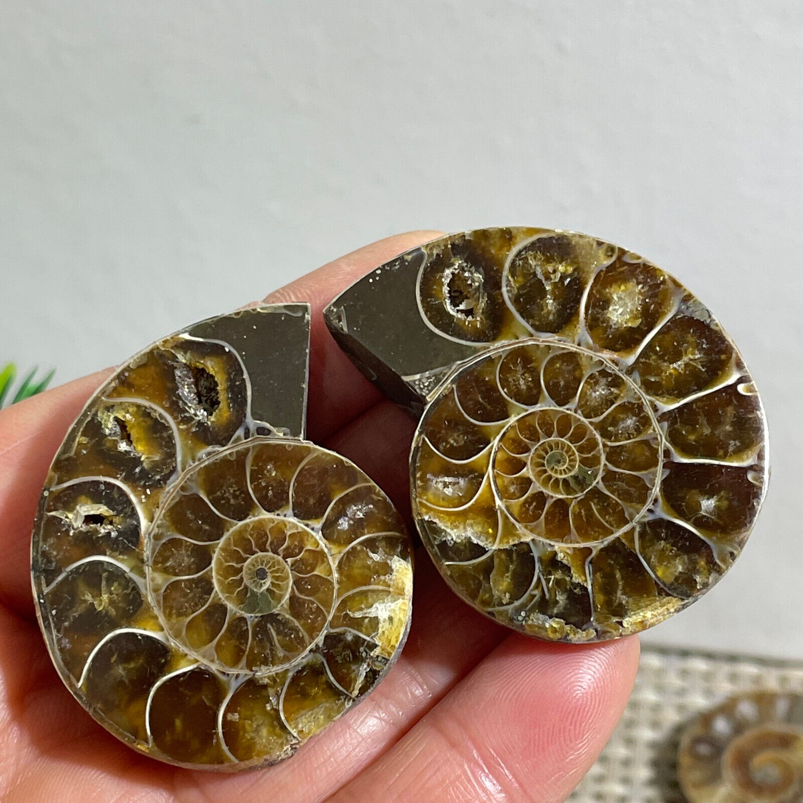 1 Pairs Of Split Ammonite Specimen Shell Healing Madagascar 44g A146