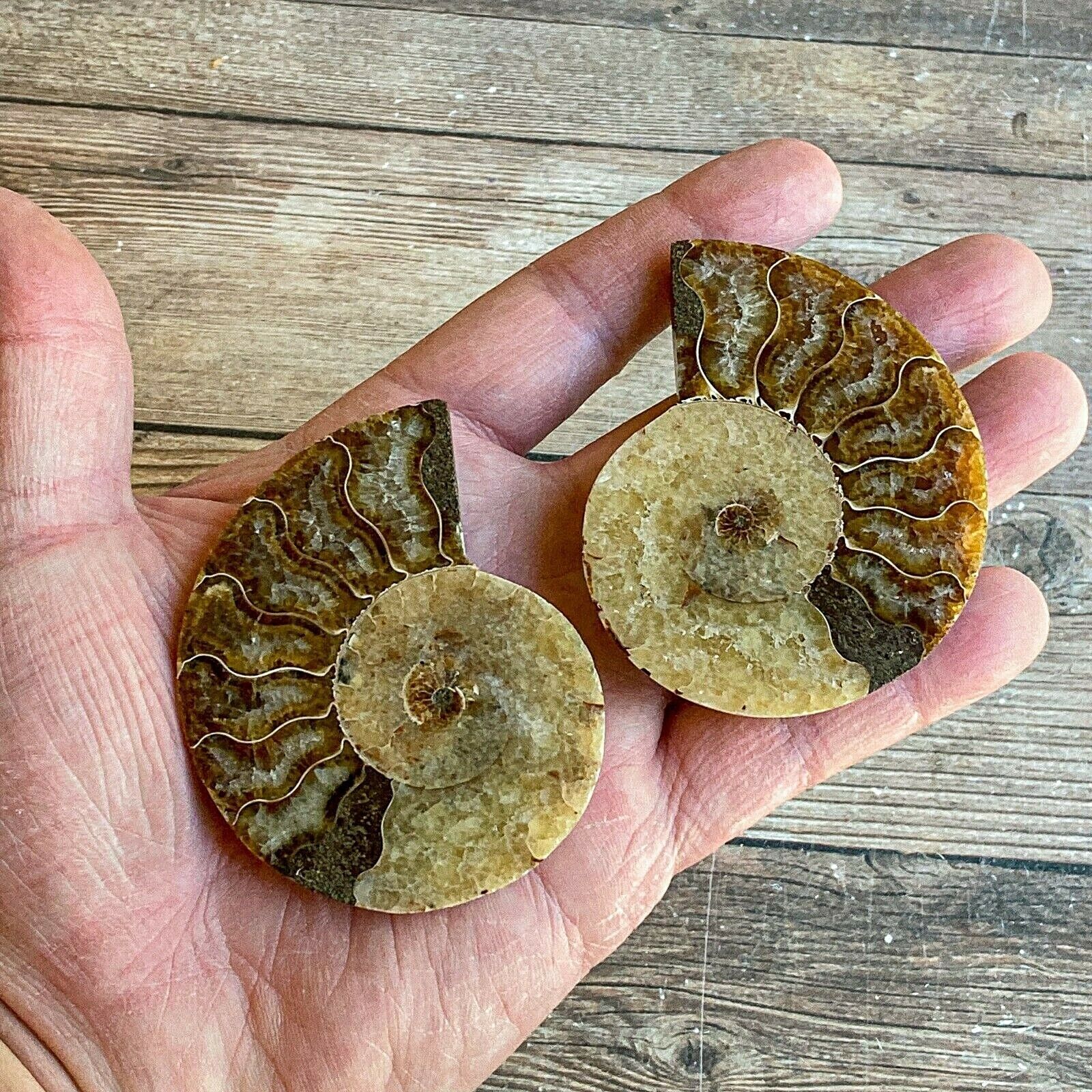 Ammonite Fossil Pair W/ Calcite Chambers: 3.0" Length, 3.0oz (86g), Polished