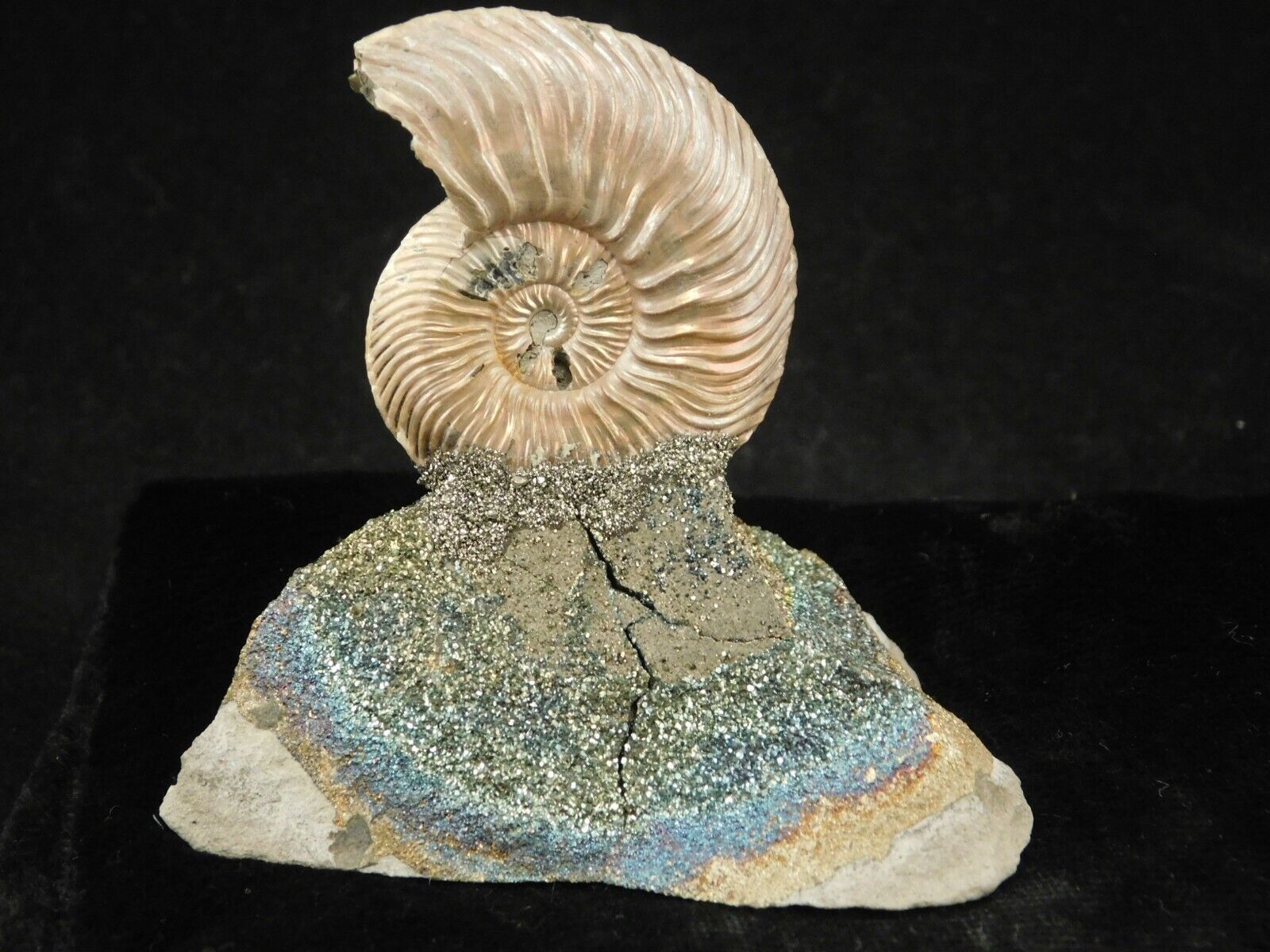 Iridescent Ammonite Fossil On Rainbow Pyrite! Volga River Saratov Russia 69.6gr