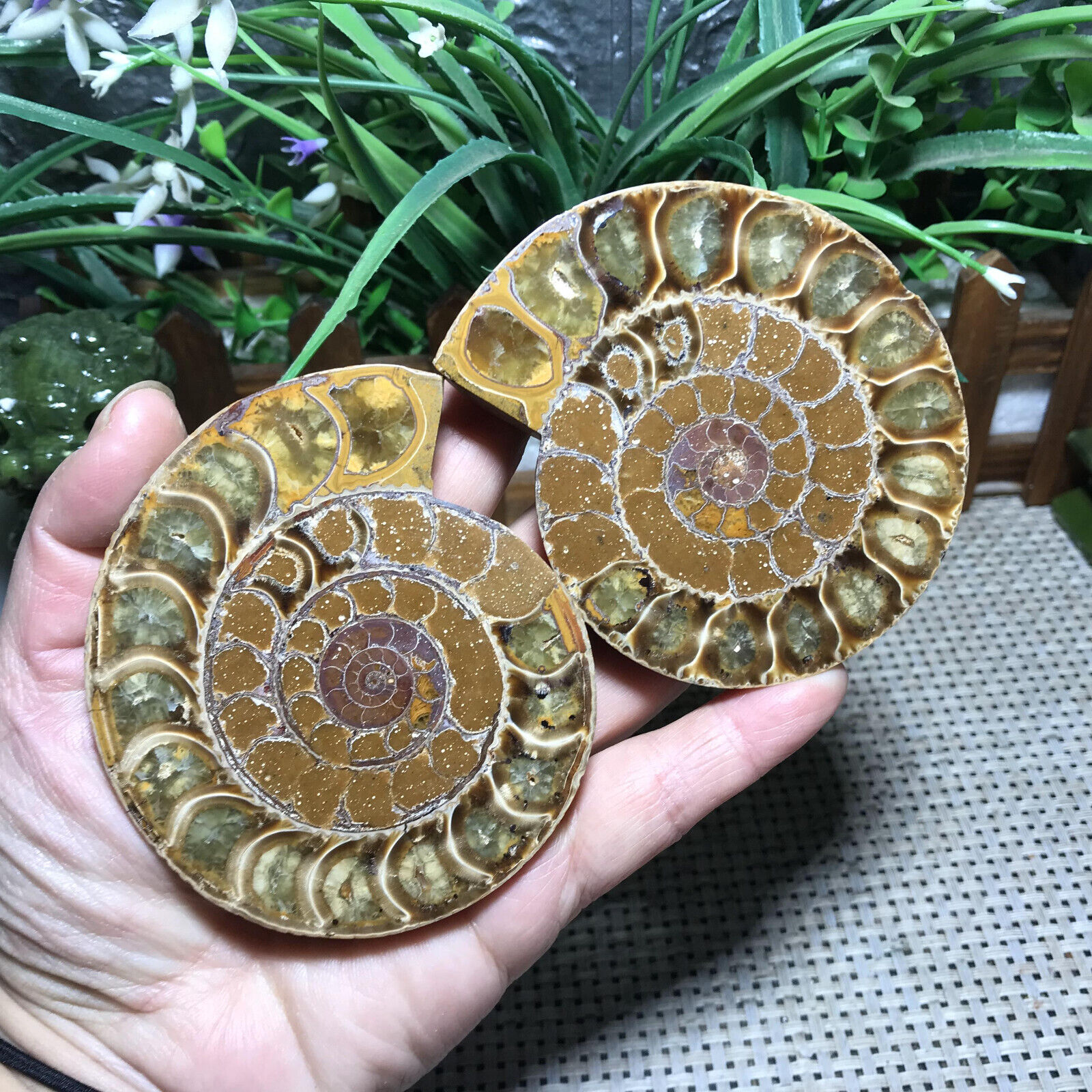 213g 1pairs Of Split   Ammonite Specimen Shell Healing Madagascar Mh1716