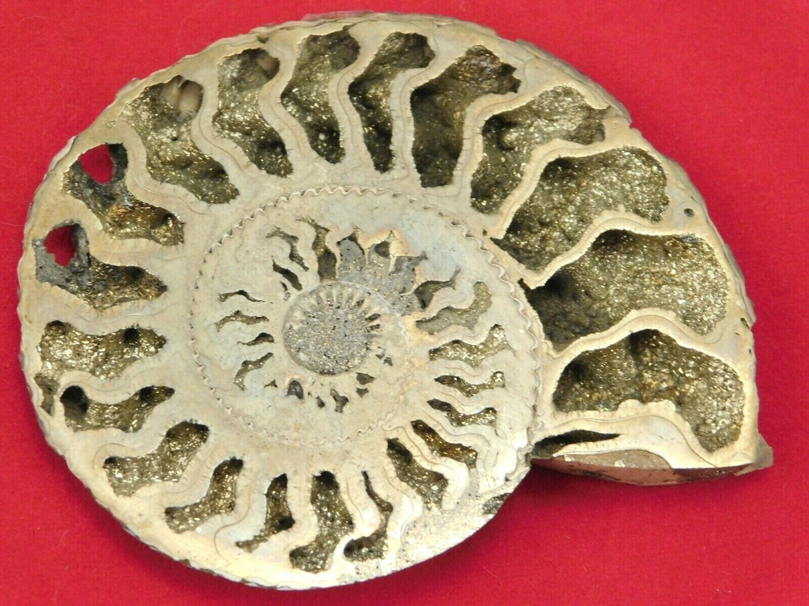 Pyrite Ammonite Fossil Polished 23.3gr