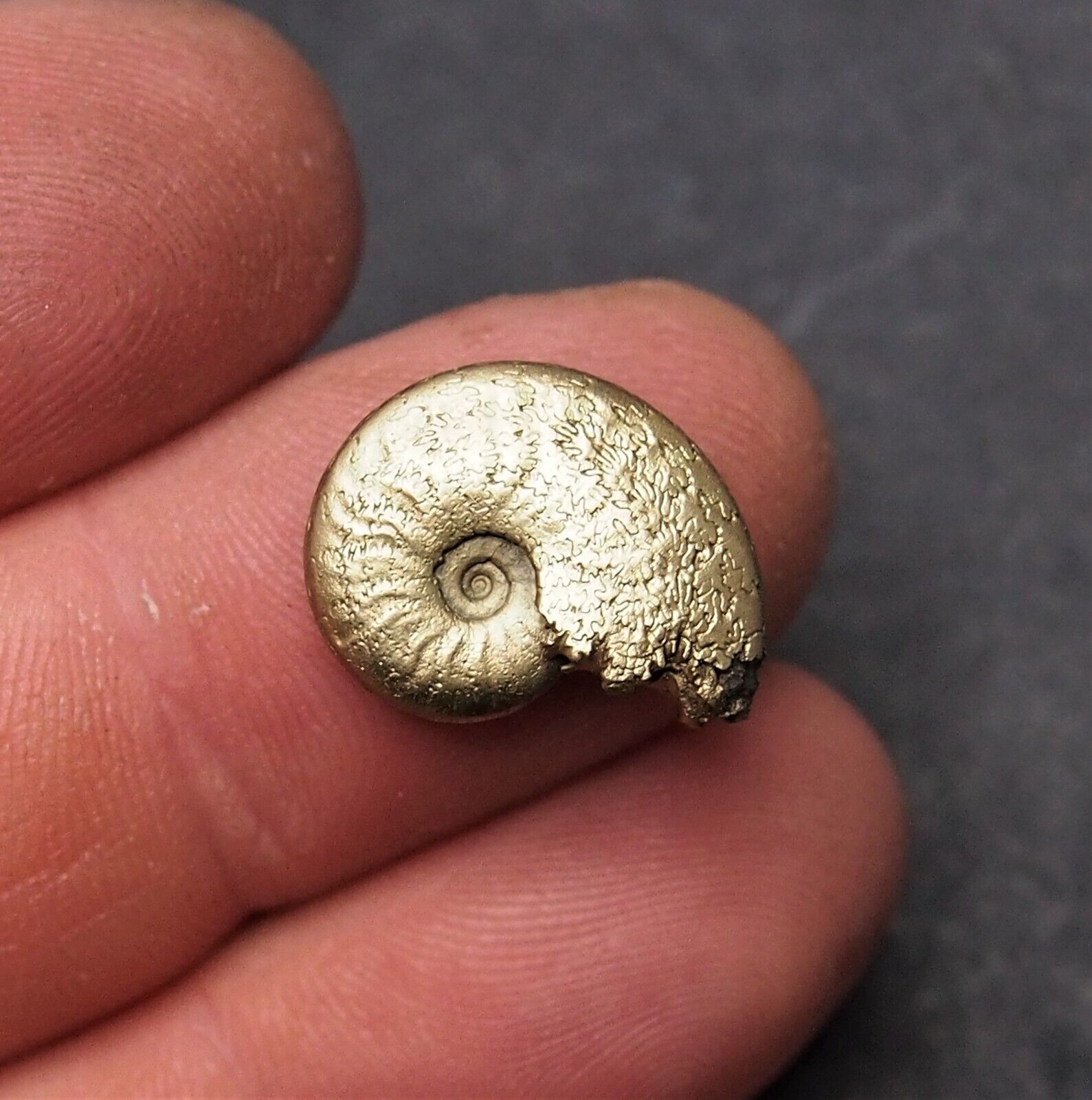 19mm Ammonite Pyrite Fossil Fossilien Ammoniten France Golden Lot