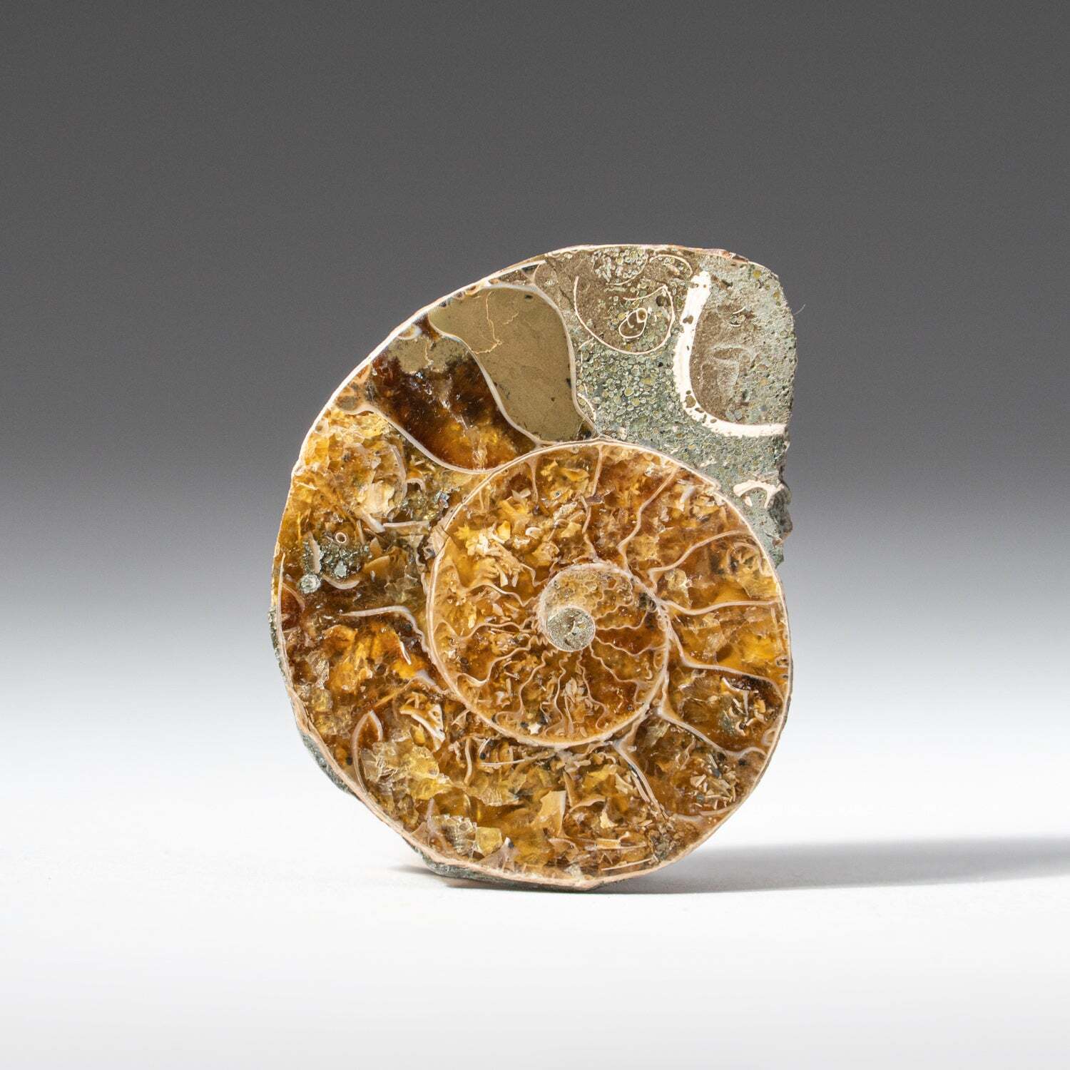 Calcified Ammonite Half From Madagascar (10 G)