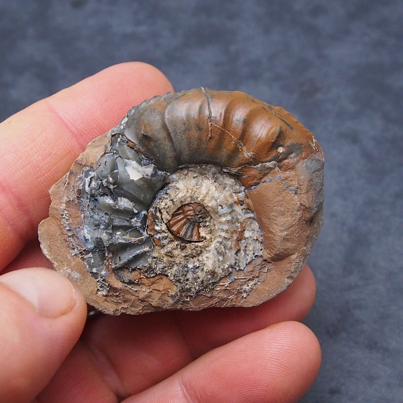 53mm Pleuroceras Negative Ammonite Germany Fossil Fossilien Mollusk Lot